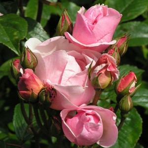 NATHALIE NYPELS (floribunda)
